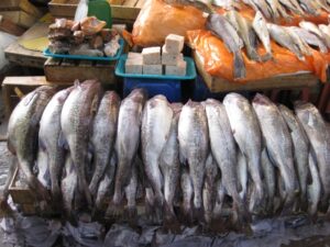 漁で獲られた魚のたらが大量に並べられている状態の写真