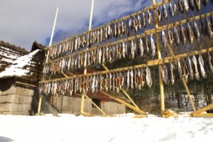 大量の鮭が吊るされて乾燥している状態の写真