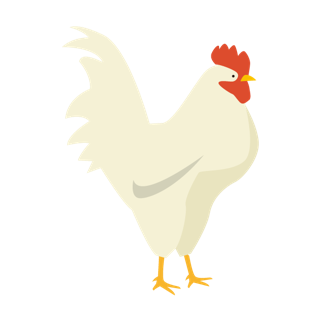 鶏のイラスト。白い羽で赤いトサカの鶏が描かれている